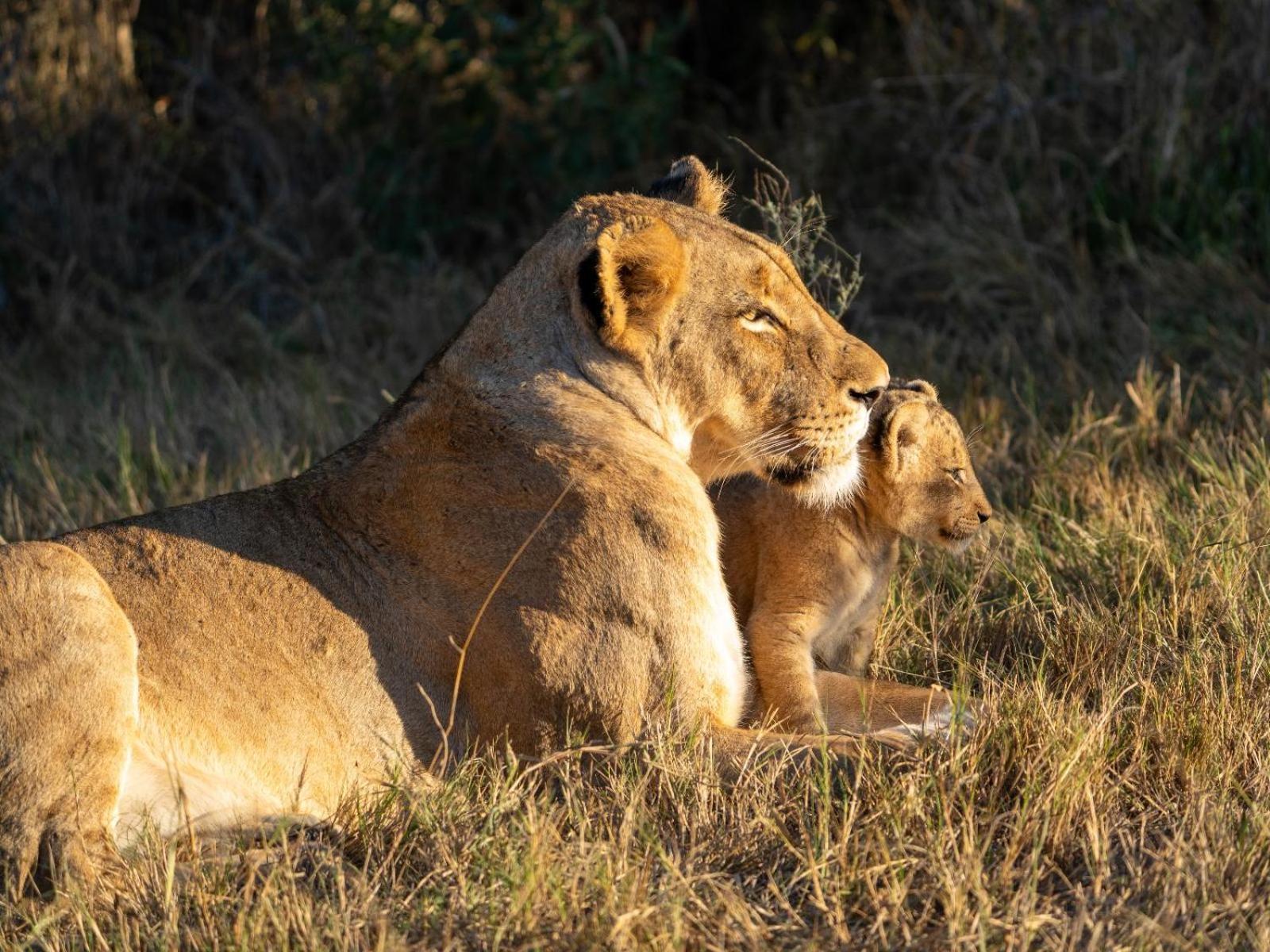 Kwambili Game Lodge Thornybush Game Reserve Luaran gambar
