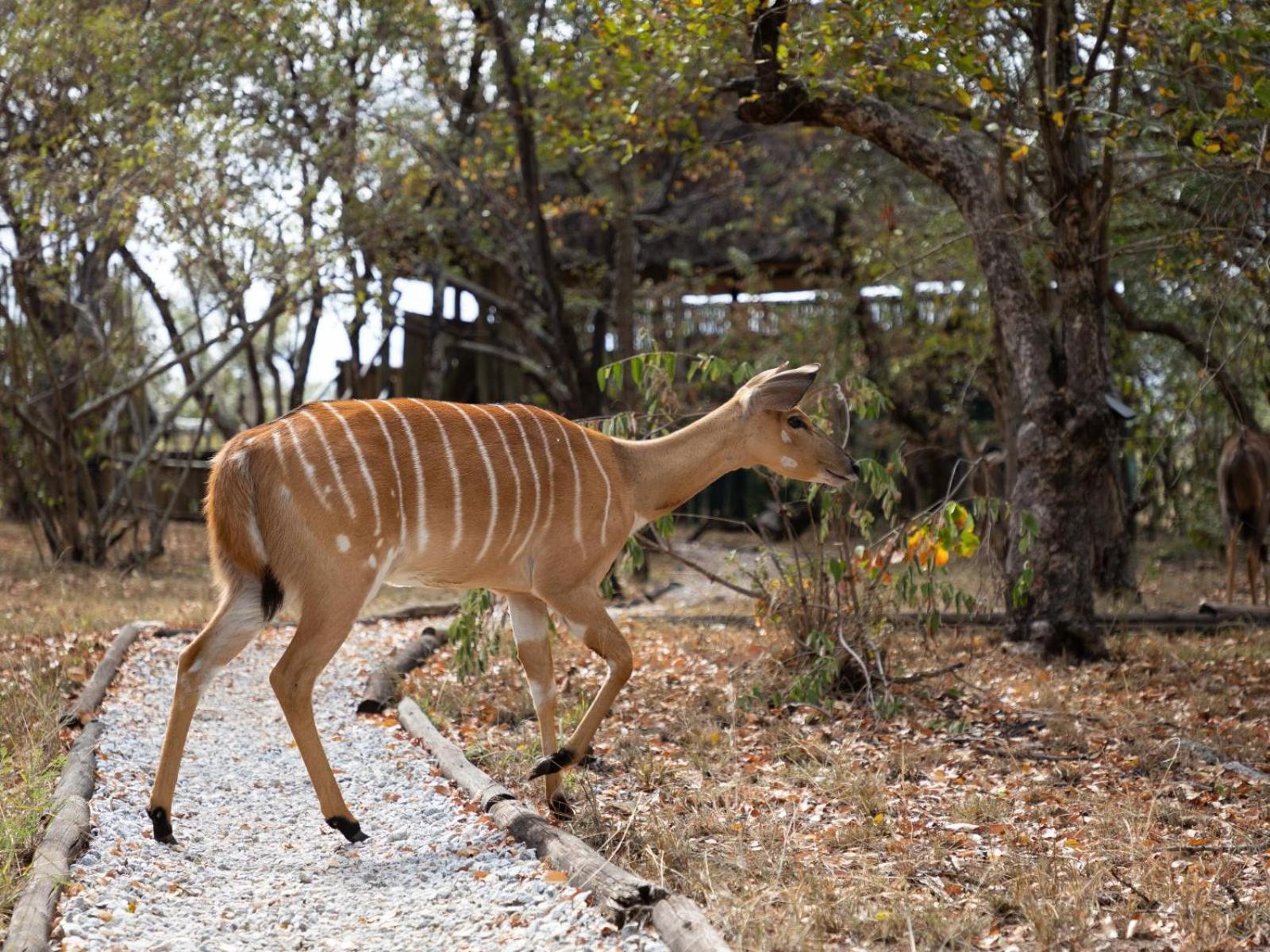 Kwambili Game Lodge Thornybush Game Reserve Luaran gambar